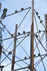 Vertical shot of a metal structure with perched bald eagles in Alaska