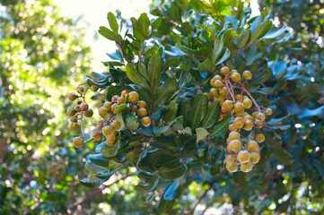 Close-up shot of Vitellaria berries growing on a tree