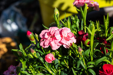 Close up of a blooming red and pink Carnation or Dianthus Oscar Trixie flower, Brussels, Belgium