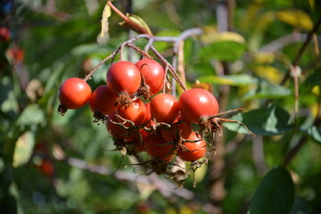 Rote Hagebutten am Strauch-Herbstliche Früchte im Sonnenlicht