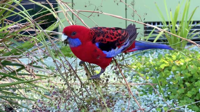 Closeup of a crimson rosella (Platycercus elegans) in grass