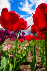 Vertical selective focus shot of red tulips in a beautiful garden on blue cloudy sky background