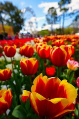 Vertical selective focus shot of yellowish-red tulips in a beautiful garden of colorful flowers