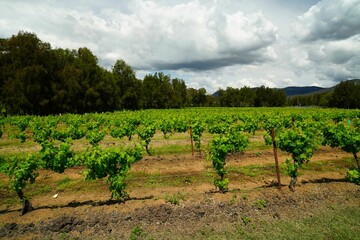 Fototapeta na wymiar View of green vineyard on a cloudy day