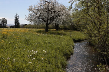 Frühling Bach Gewässer Idyllisches Plätzchen Picknick