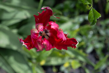 geranie hibiscus blume natur