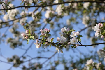 Apfelblüte Frühling Natur Sonnenschein