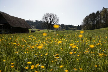 Blumenwiese Frühling Landschaft Feld