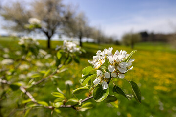Birnbaum Blüte Frühling Obstplantage Landschaft