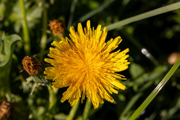 Löwenzahn Gelbe Blume Wiese