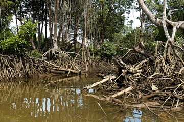 A view of the forest while cruising down the Sungai Brunei River, near Bandar Seri Begawan, the capital of the Sultanate of Brunei Darussalam. Borneo island. Asia.
