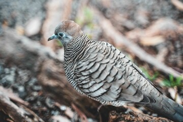 Closeup shot of a zebra dove bird.