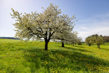 Kirschbaum Frühling Wiese blühend frisch