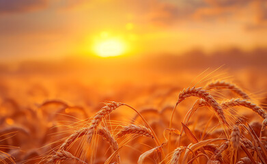 Naklejka premium Golden Harvest: Sunset Over Wheat Fields