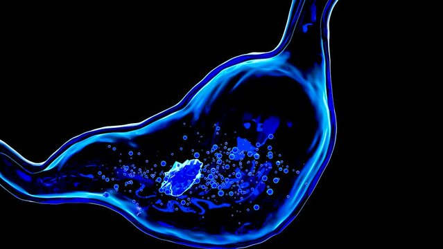 Human Stomach Anatomy Digestion, esophagus abdomen gastric with acid digestive, Cross cut section isolated of internal organ, Gastric gut, process of break down the food, nutrition concept, 3D reander