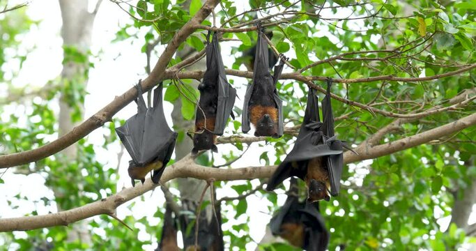 Fruit bats hanging upside down on a branch (Lyle's flying fox or Pteropus lylei) in Thailand. High definition shot at 4K, Slow motion video footage.