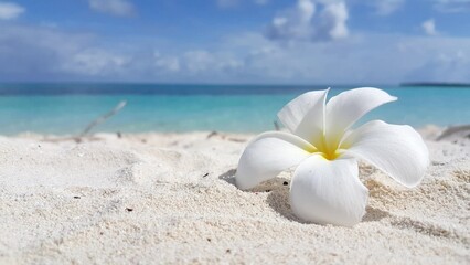 White plumeria flower on a sandy beach