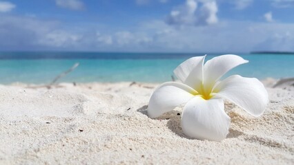 Fototapeta premium White plumeria flower on a sandy beach