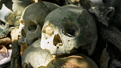 Many green human skulls and bones lying on the ground in the forest, covered in moss in an old abandoned cemetery