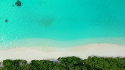 Aerial view of trees on a sandy beach by the ocean