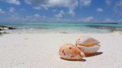 Closeup of two sea shells on the sandy beach in the Maldives