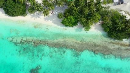 Schilderijen op glas Aerial view of trees on a sandy beach by ocean © Wirestock