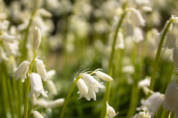 white beautiful flowers of hyacinthoides grow on the field they are similar to bells and lilies of...