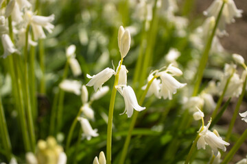 white beautiful flowers of hyacinthoides grow on the field they are similar to bells and lilies of the valley in the spring