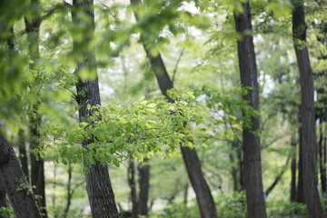 Fresh Japanese fresh greenery easy to use as a background