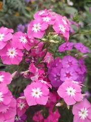 lovely phlox pink flowers in the garden, pink phlox blossom flowers in park