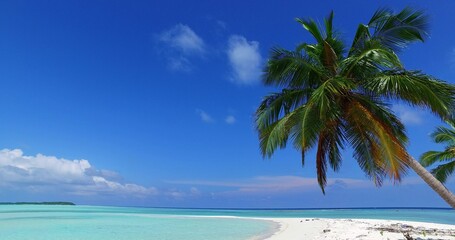 Fototapeta na wymiar Palm trees on a sandy beach by the ocean on a sunny day