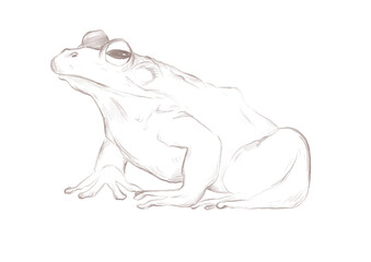 Line art frog