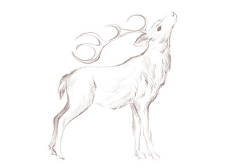 Line art deer