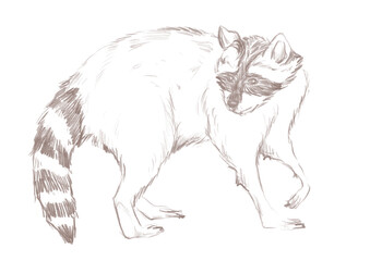 Line art raccoon