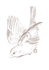 Line art flying bird