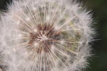 Dandelions close up macro with many seeds. Dandelion flower on a beautiful natural blurred background.