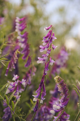 Obraz premium flowers hairy vetch, fodder vetch,winter vetch. Scientific name is Vicia villosa.