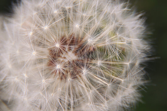 Dandelion flower on a beautiful natural blurred background. Taraxacum Erythrospermum. Abstract nature background of Dandelion in spring. Seed, macro.