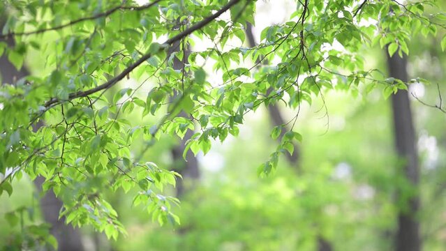 エコや環境などのイメージ背景に使いやすい爽やかな日本の新緑の葉の動画