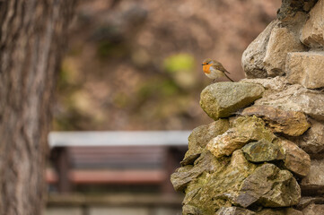 the european robin sitting on a stone wall in a city park