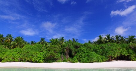 Green trees on a sandy beach by the ocean