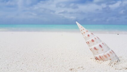 Single shell on a sandy beach