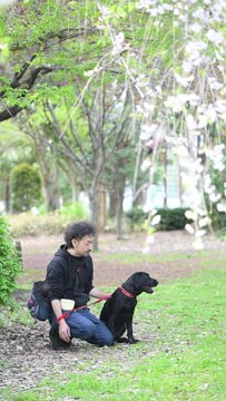 桜の咲く公園桜吹雪の中で花見をする男性と犬　ペットと暮らす楽しいイメージの動画　縦