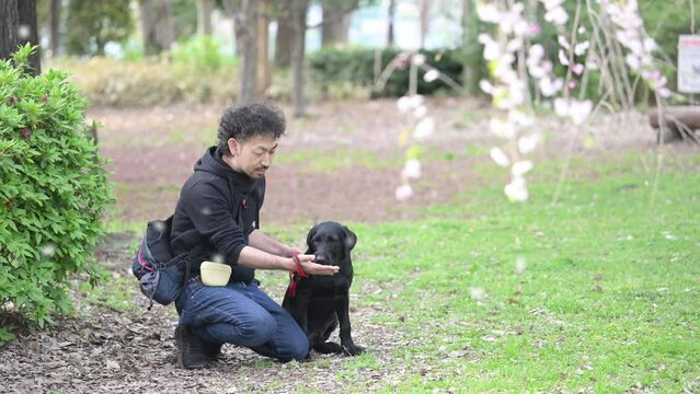 桜の咲く公園桜吹雪の中で花見をする男性と犬　ペットと暮らす楽しいイメージの動画　