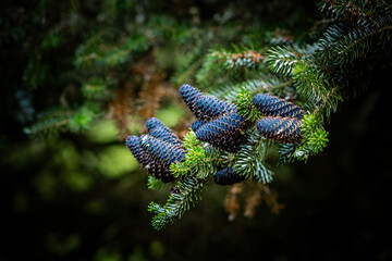 Abies koreana spruce branch with cones

