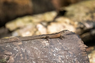 A brown lizard on a stump in the Indonesian jungle on the Raja Ampat islands