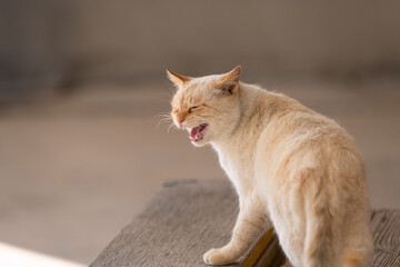 鳴いている猫