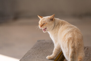 鳴いている猫