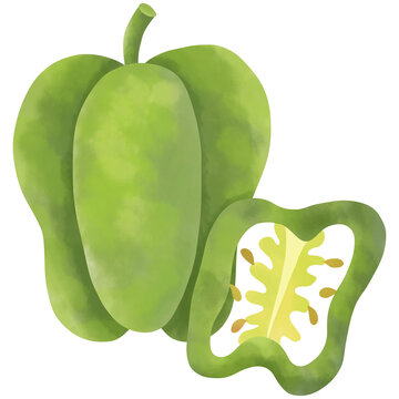 Watercolor painting of green bell pepper