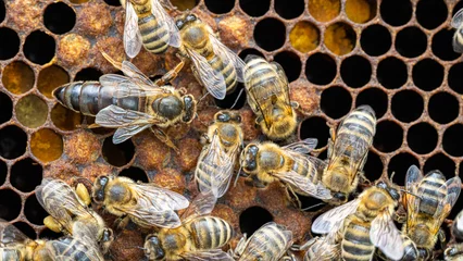 Bees on a wax comb © Baronb